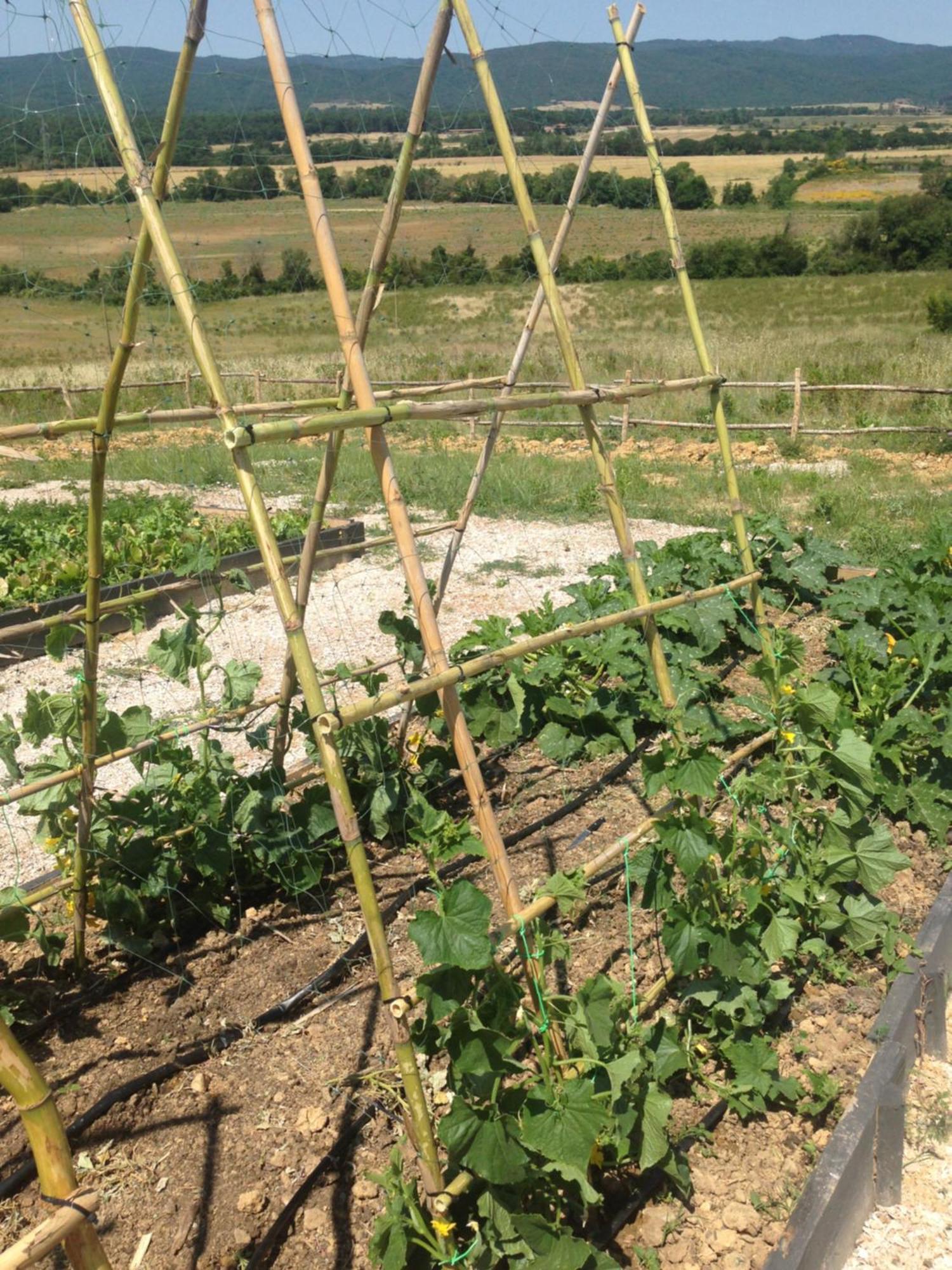 Wine Conti Di San Bonifacio * Montemassi